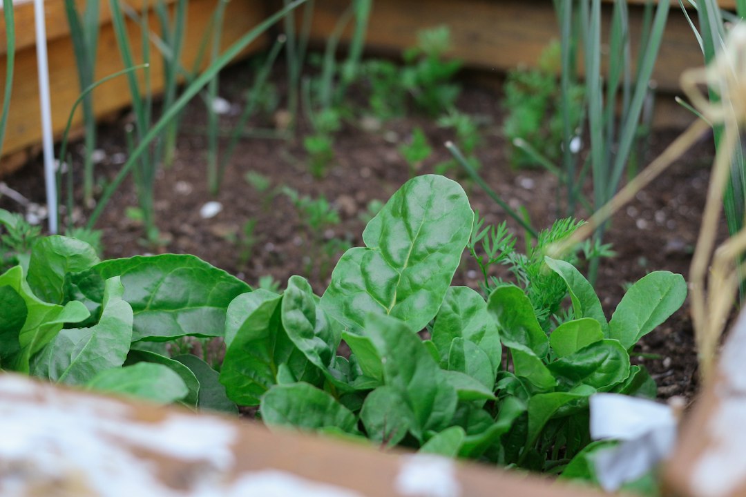 Выращивание шпината и листовой свеклы: секреты урожая
